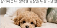 강아지 사료를 갑자기 바꾸면 안 되는 이유와 안전한 교체 방법