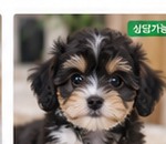 보리 강아지