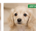 분양안내